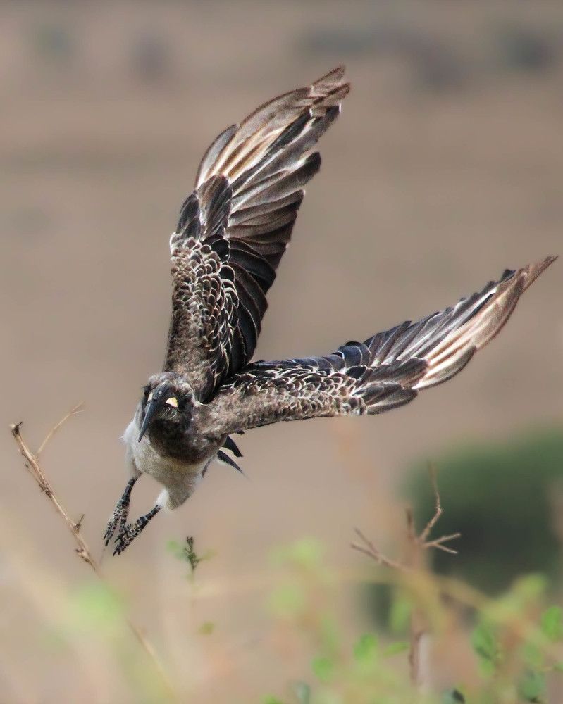 Photograph by Ramki Ramesh