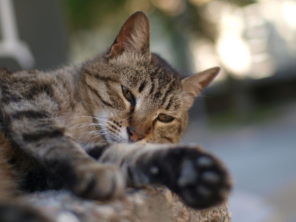 Photograph by Кирилл Лунченко