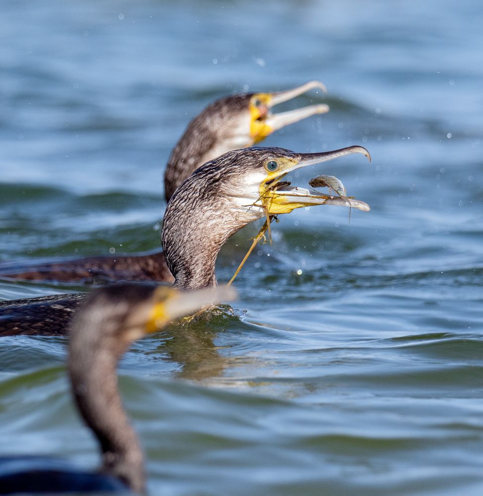 Фотография автора Sajeev Krishnan