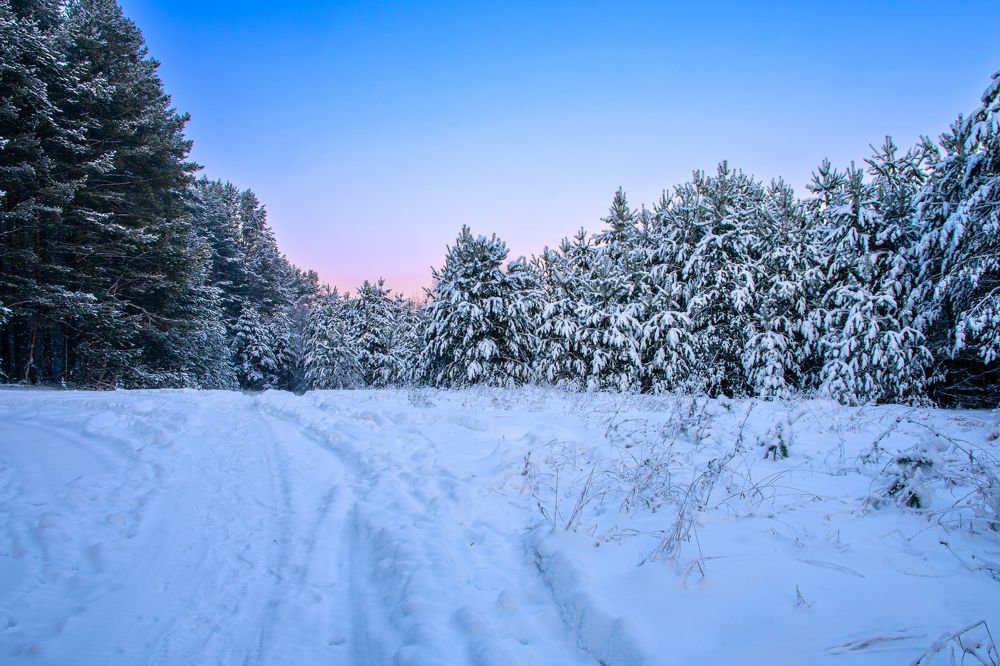 Зимний лес.