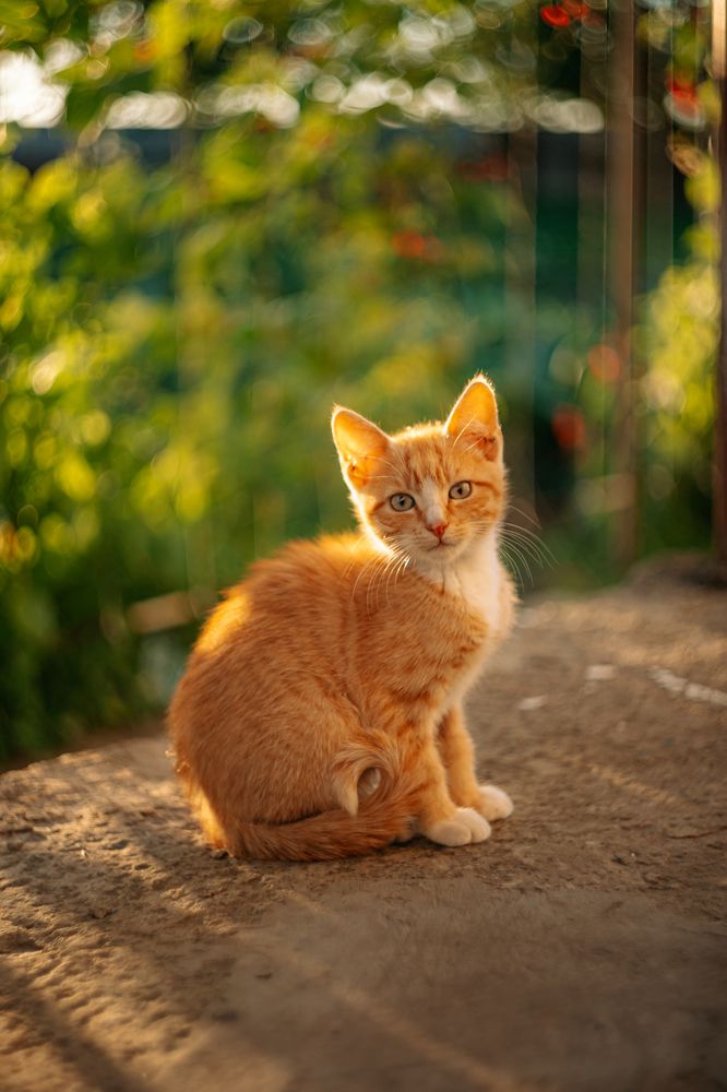 Фотография автора Лукашенко Ольга