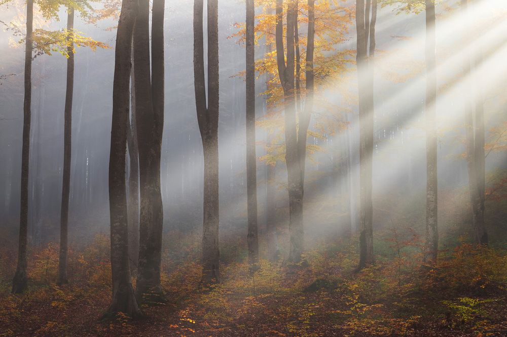 Photograph by Alex Coman