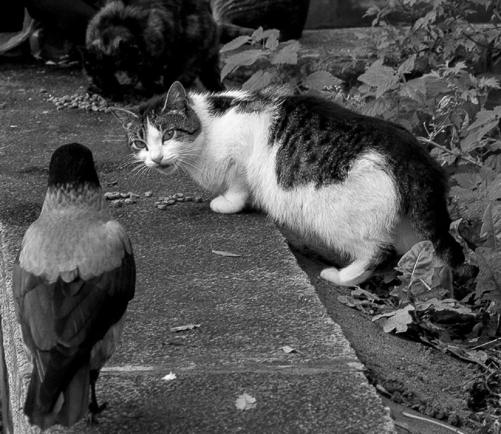 Конкуренты