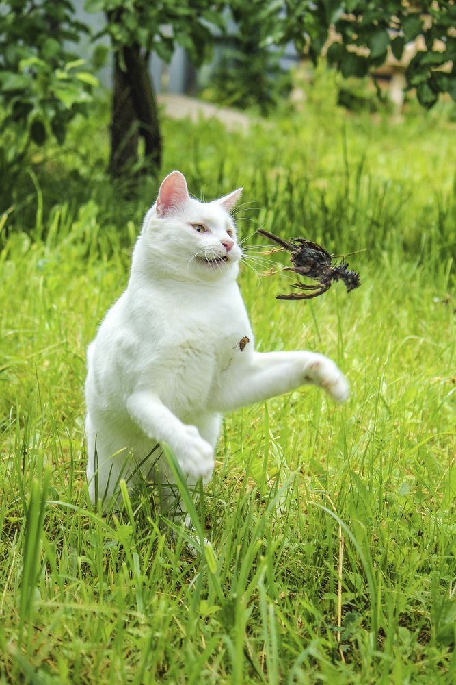 А птичку жалко !