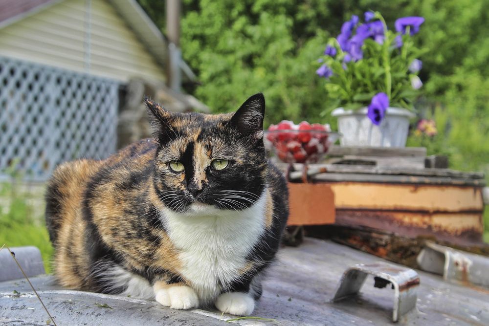 Лето в деревне.