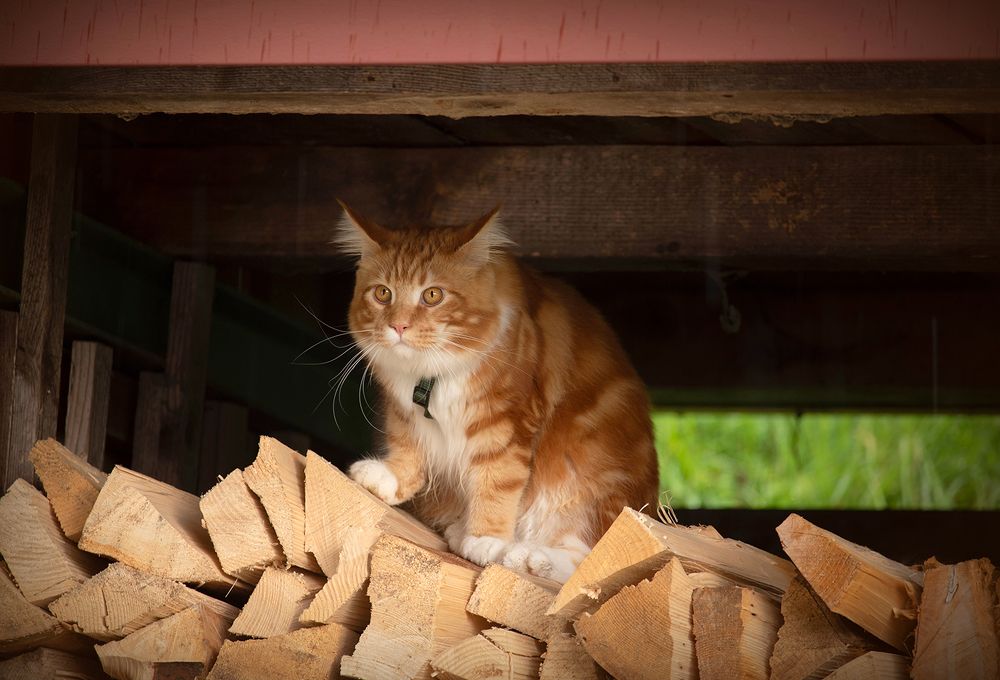 Photograph by Ala Botnarescu