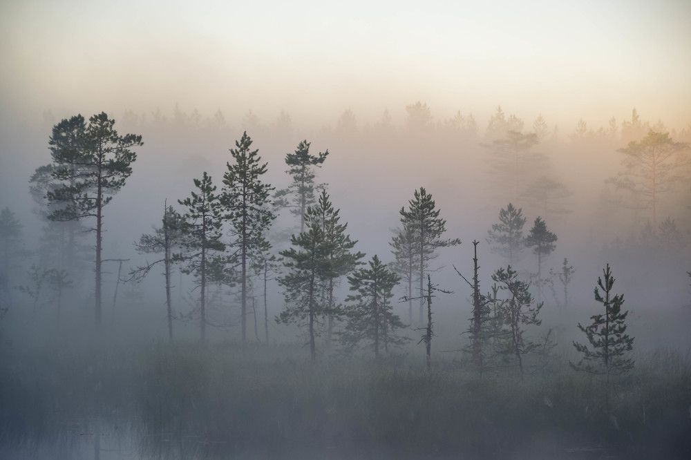 спокойствие жизни.