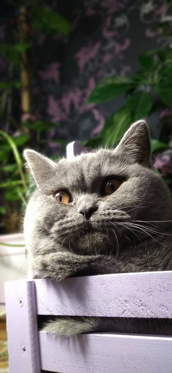Photo #8647731