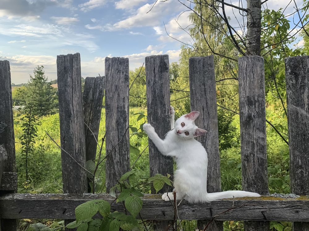 Любимый заморыш.