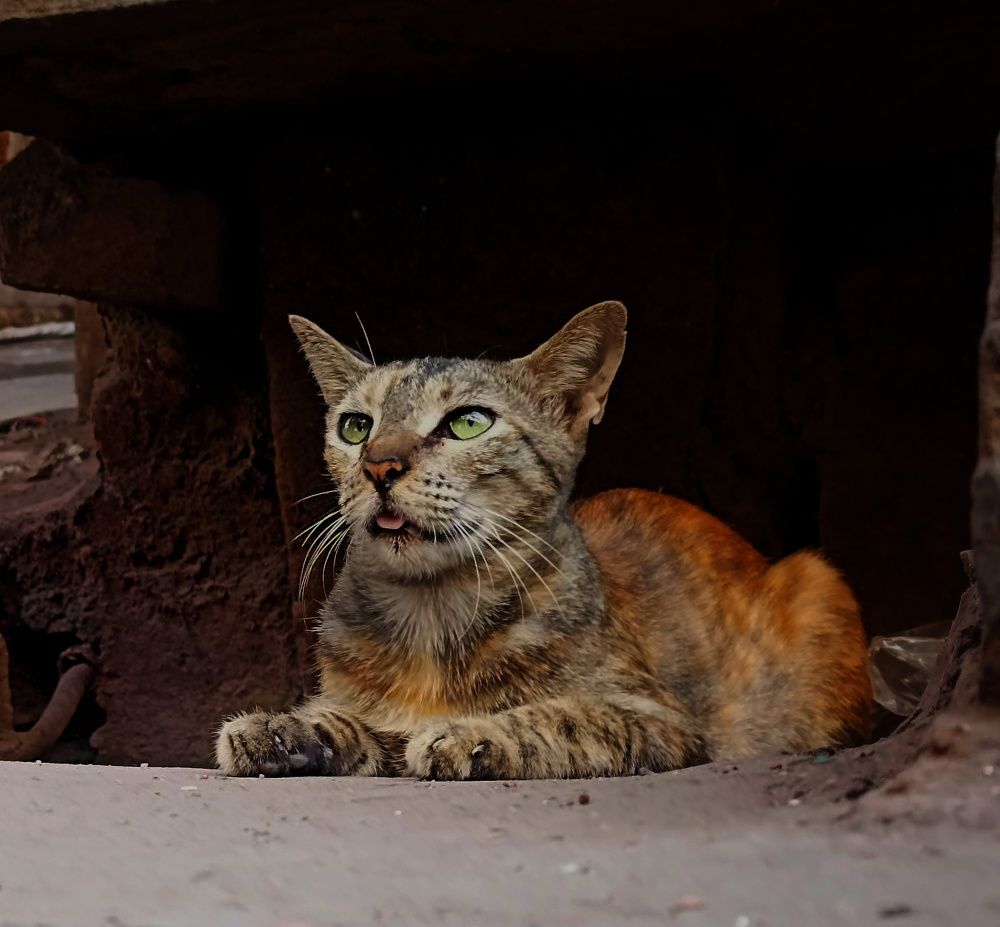 Photograph by Saurabh