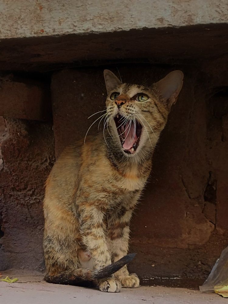 Photograph by Saurabh