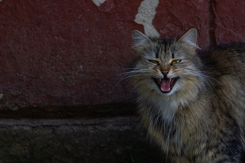 Photograph by Александр Ходакин