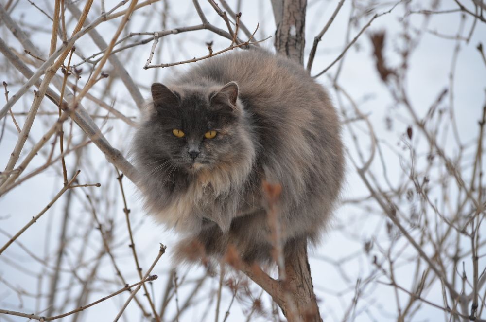 Древесный кот.