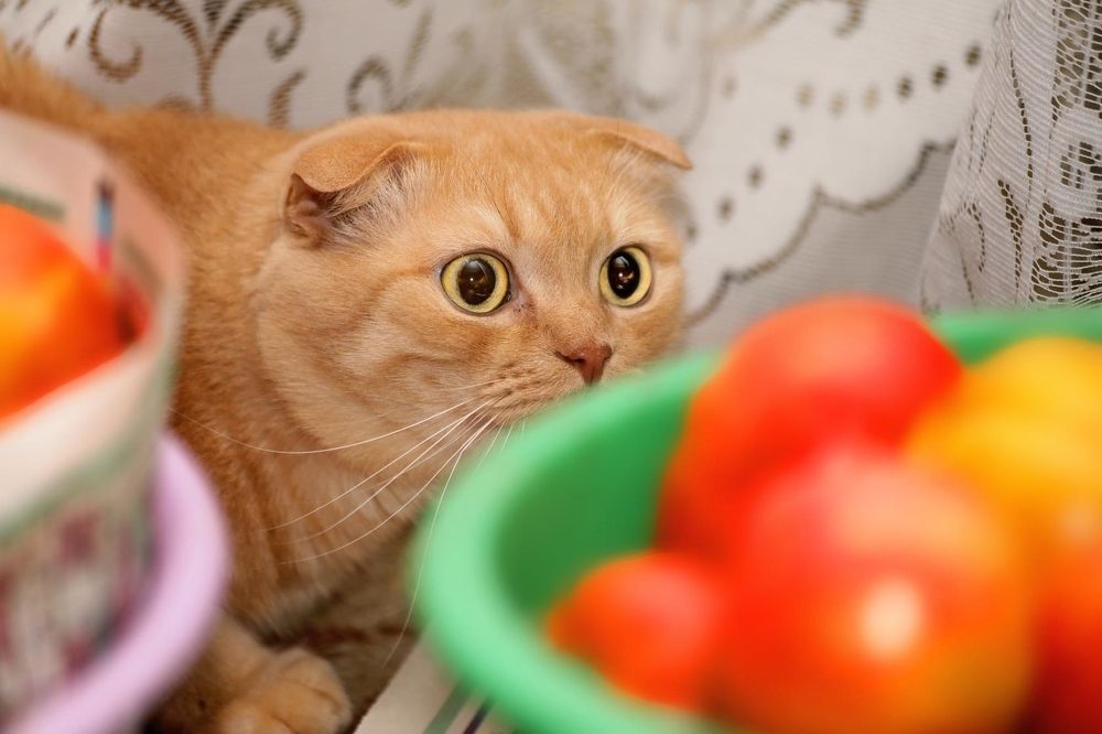 Photograph by Татьяна Бравая