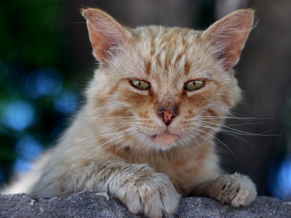 Photograph by Кирилл Лунченко