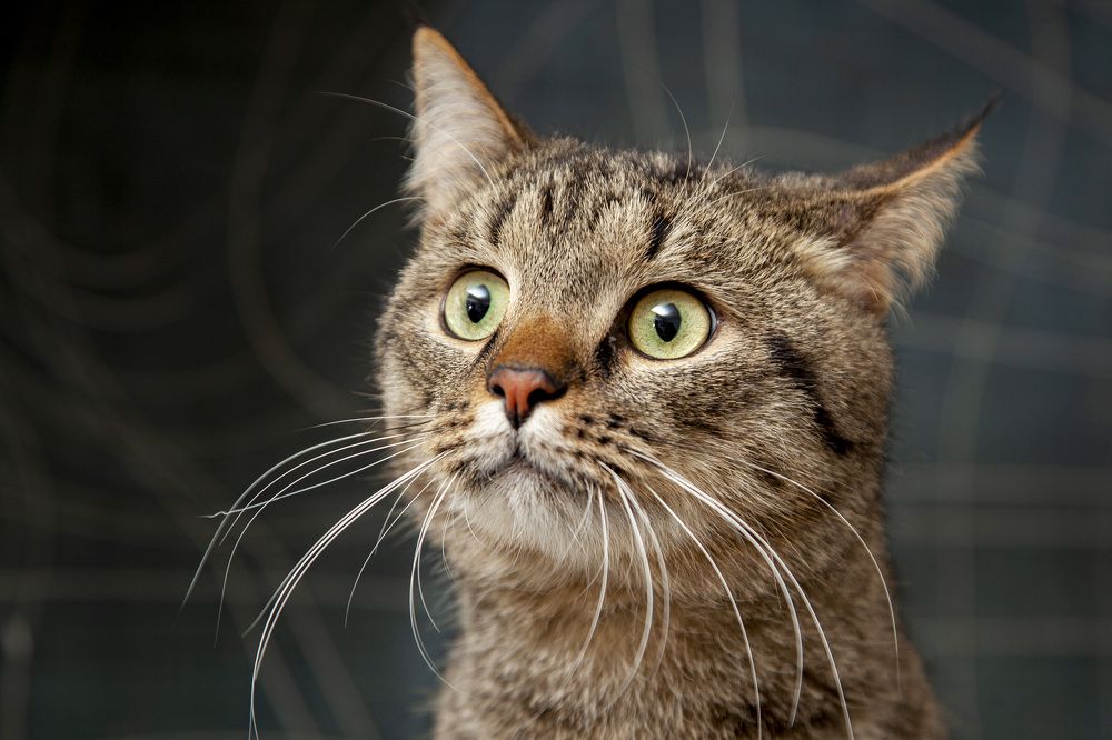 Котейка из приюта