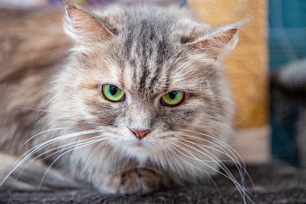 Кот в приюте