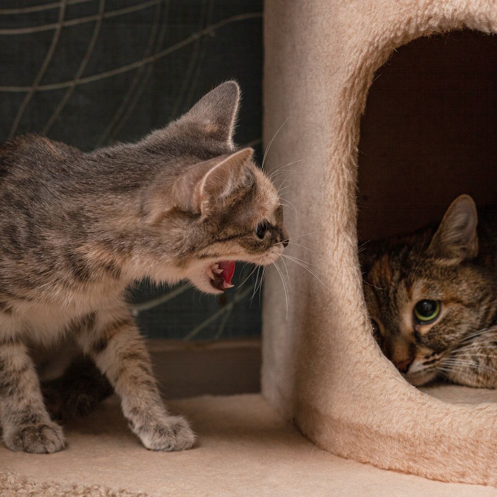 Котейки в приюте