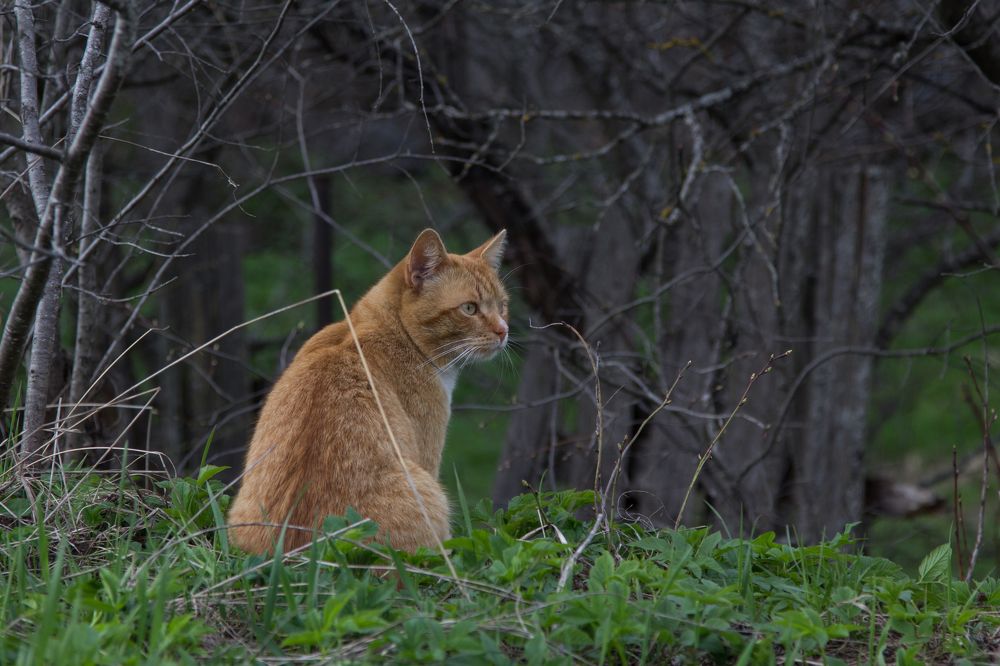 Свой собственный