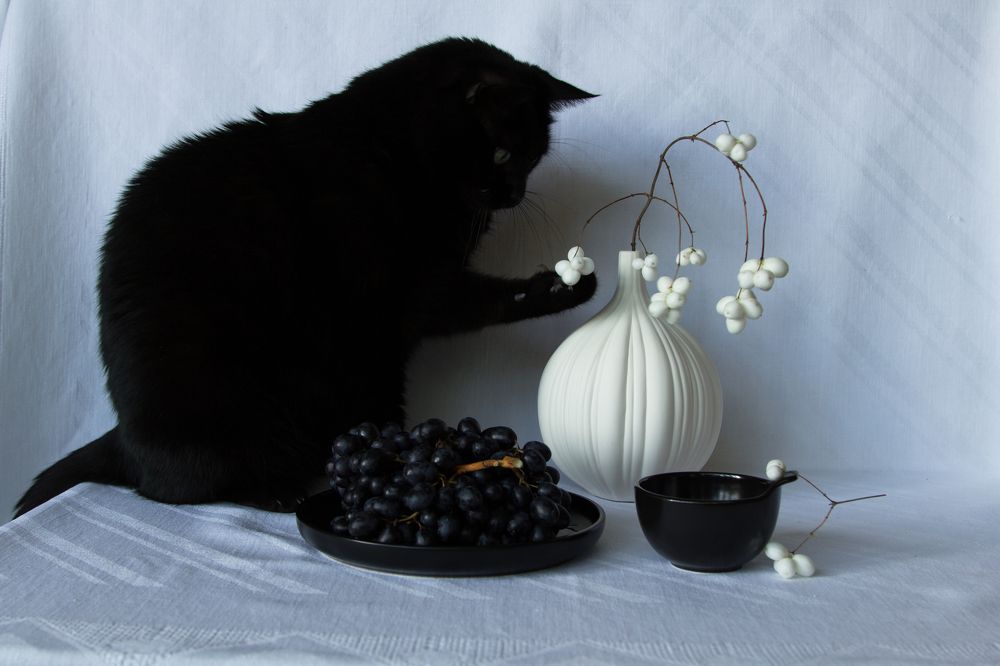 Испытатель