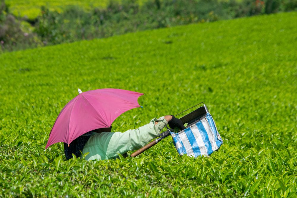 Photograph by Sanket Gudashi