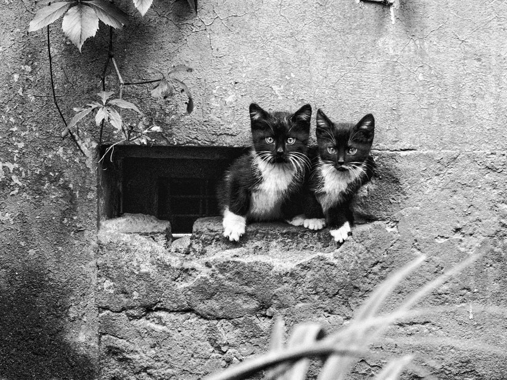 "Двое из ларца"