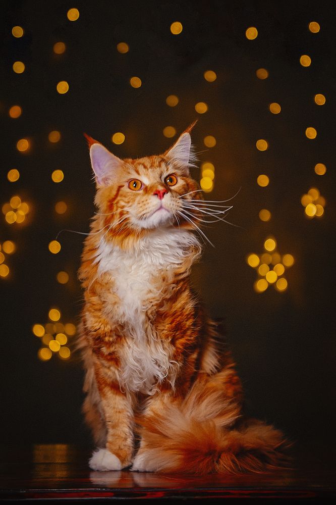 Фотография автора Алексей Денисов