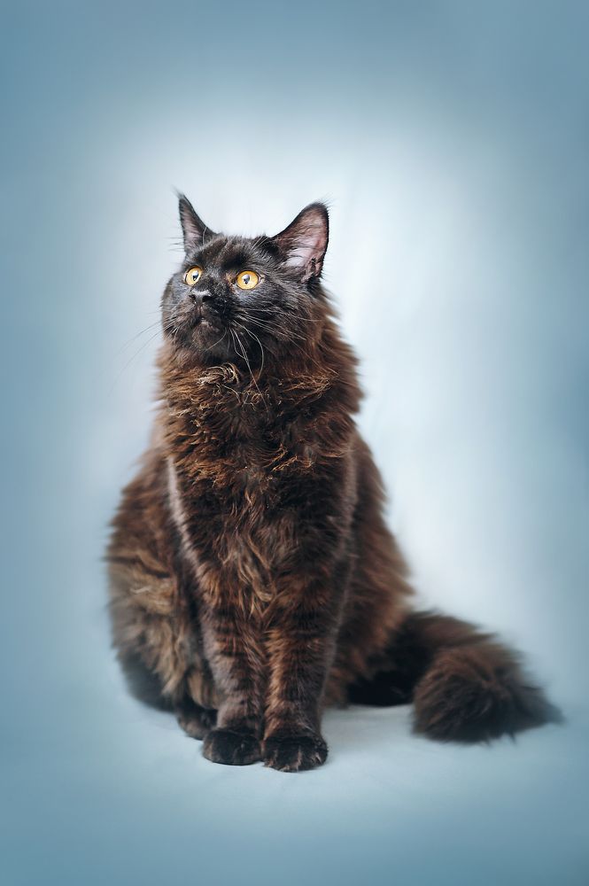 Фотография автора Алексей Денисов