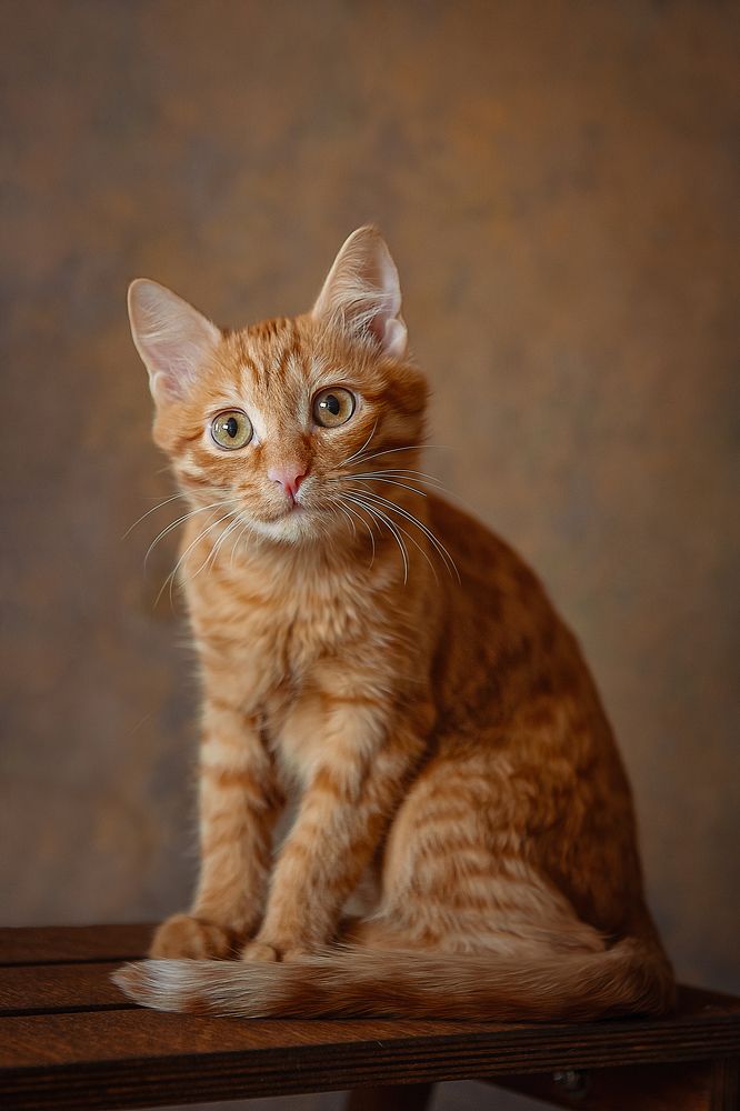 Фотография автора Алексей Денисов