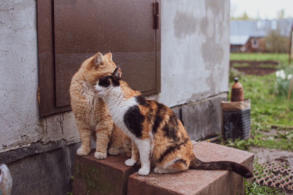 Photograph by Татьяна Зубехина