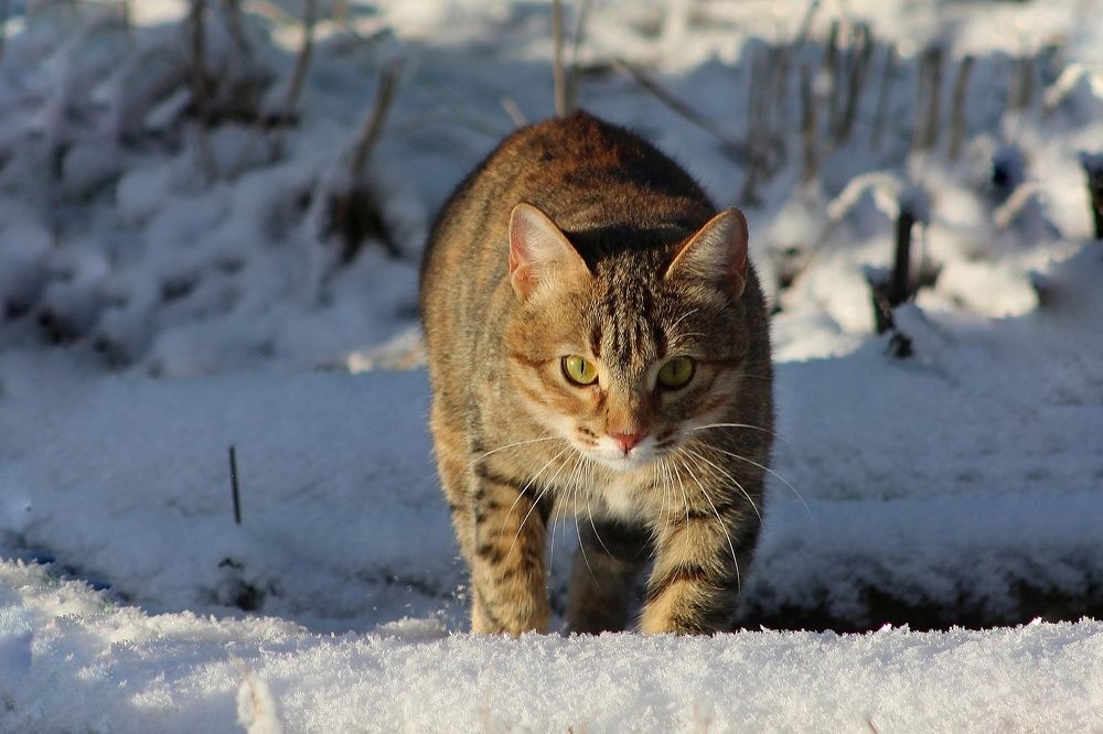 Фотография автора Тамара Караваева