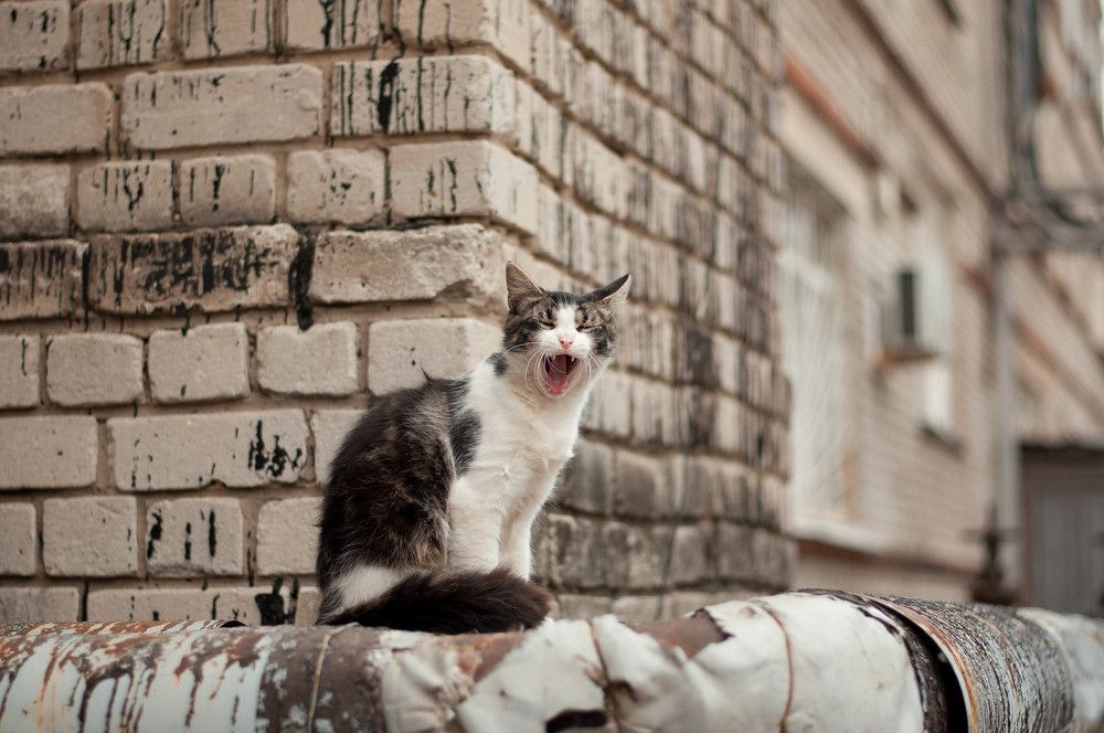 Photograph by Татьяна Зубехина