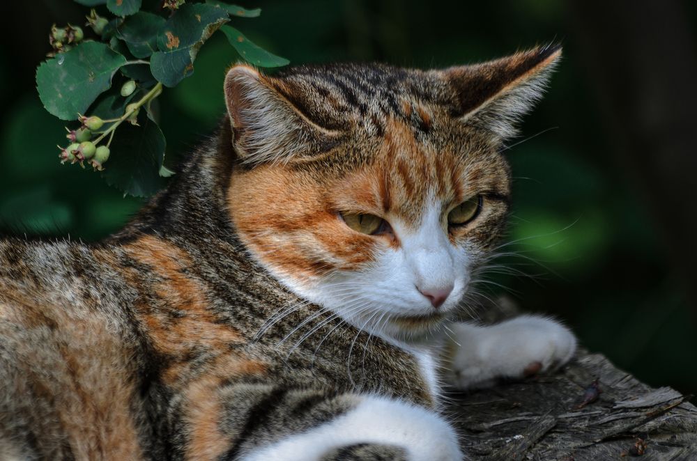 Photograph by Дмитрий Бухтик