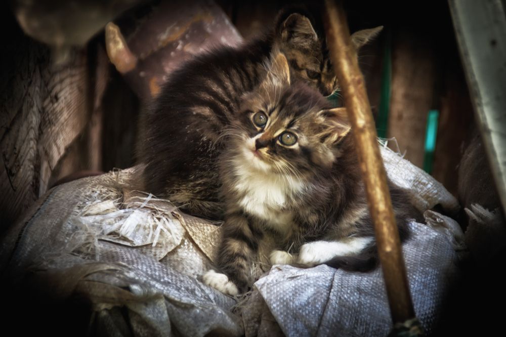 Фотография автора Юлия Кранина