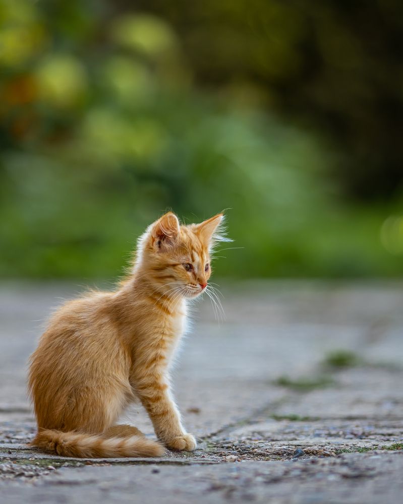 Фотография автора Rom@shkin