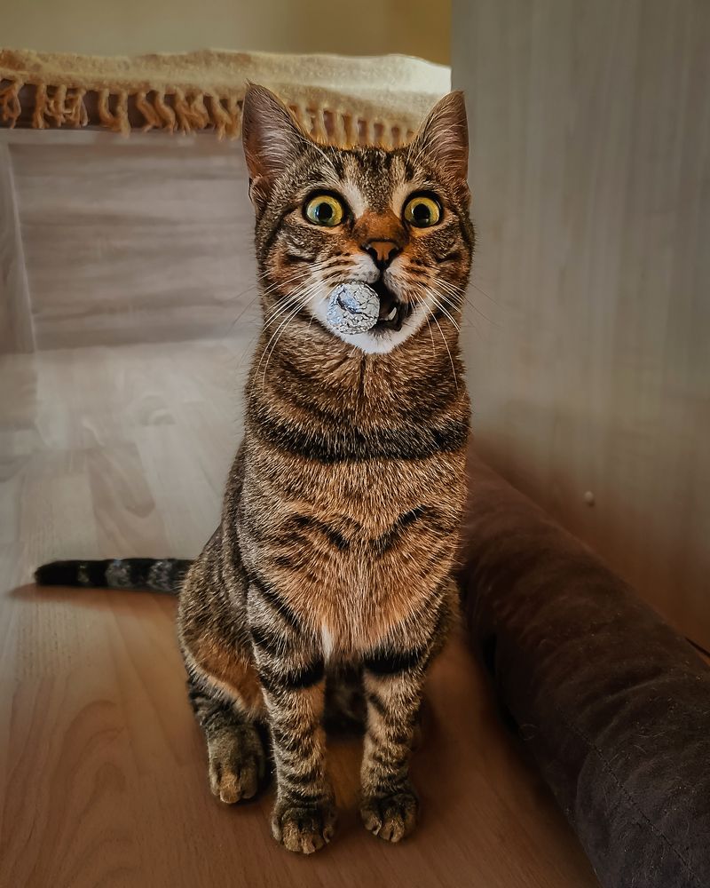 The foil-ball is mine!