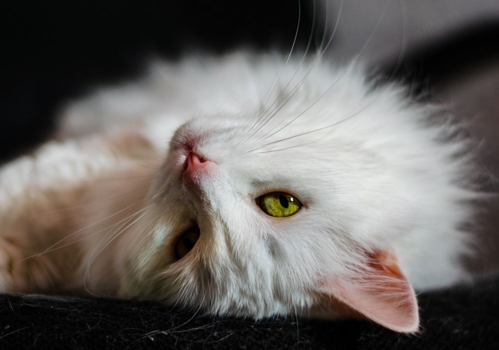 Photograph by Анна Бокова