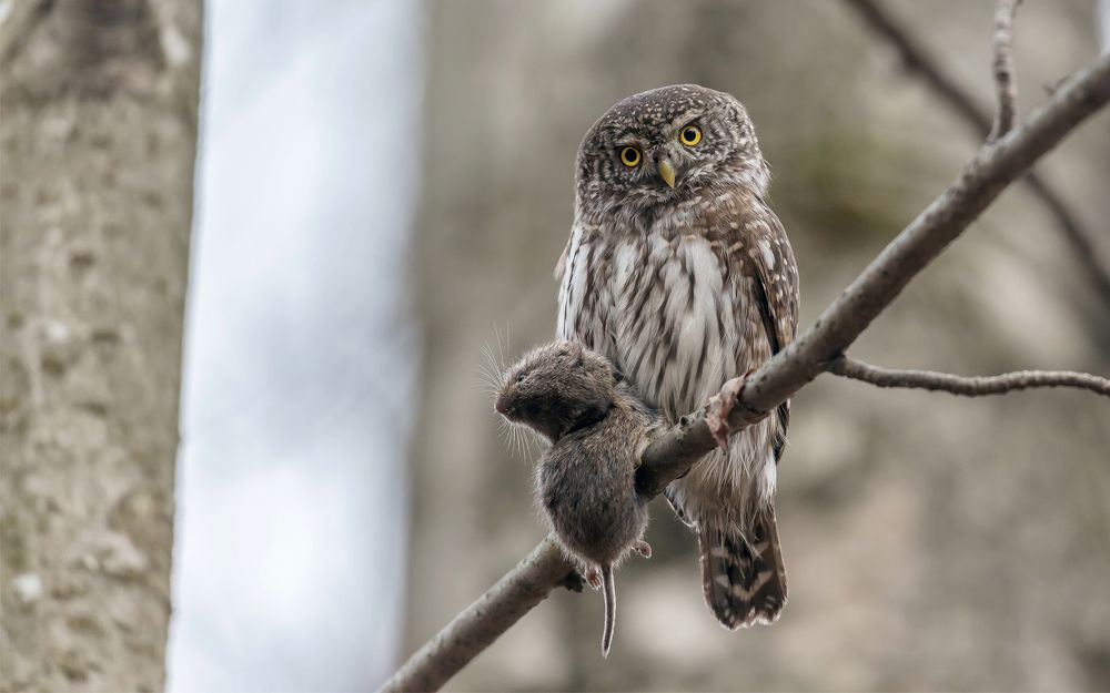 Конец истории.