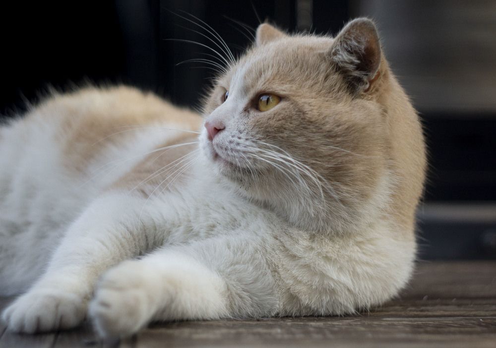 Photograph by Ilyin Evgeny