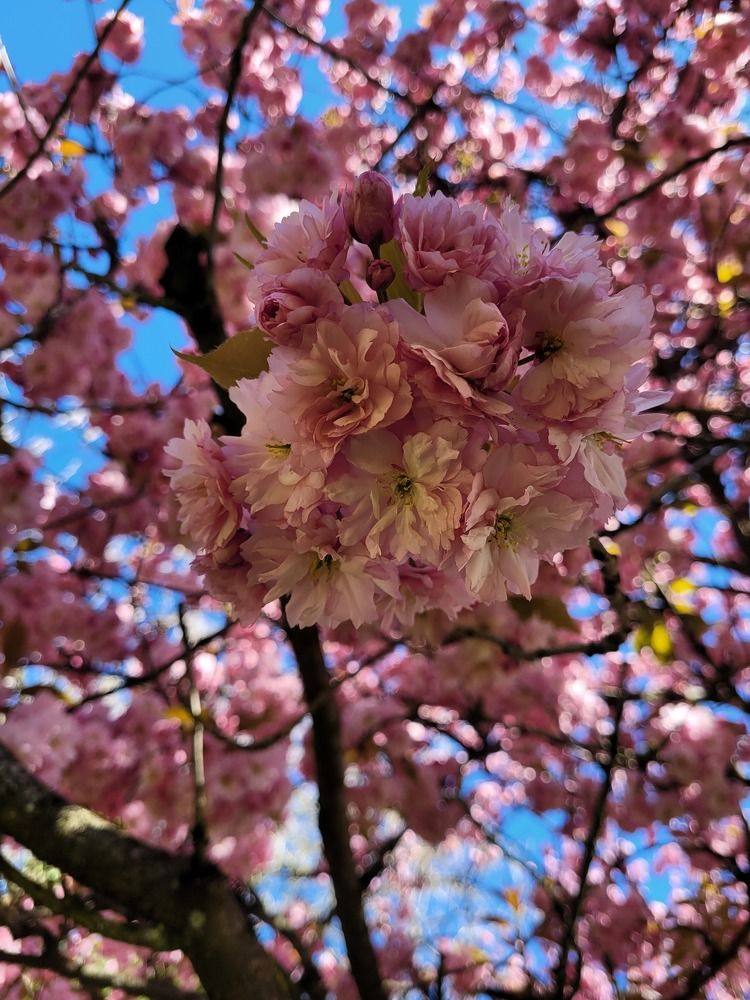 Photograph by Елена Колодкина