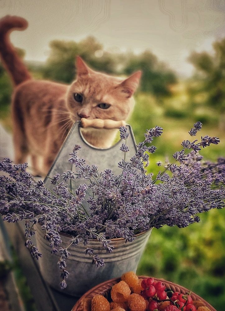 Photograph by Ольга Мартьянова