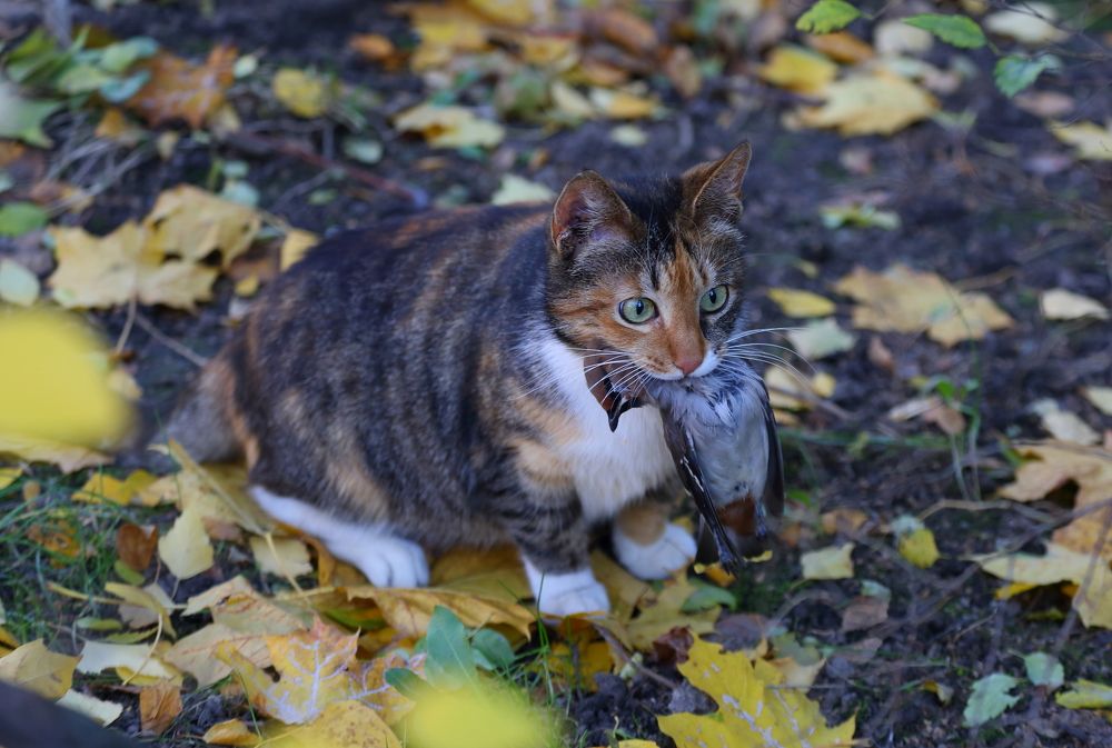 Photograph by Станислав Вершинин