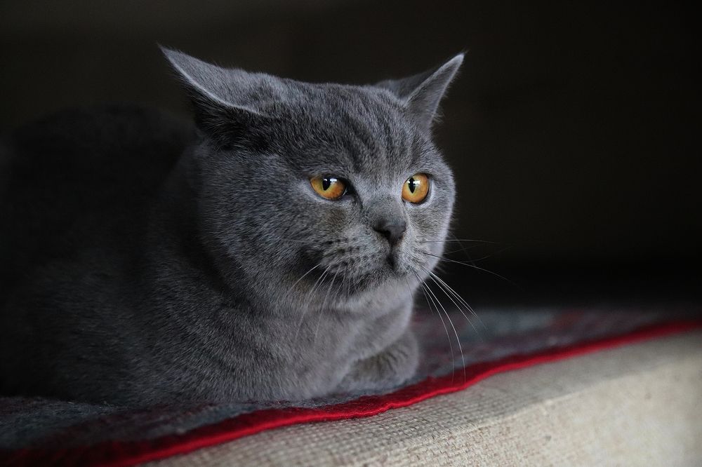 Фотография автора Наталья Боярина