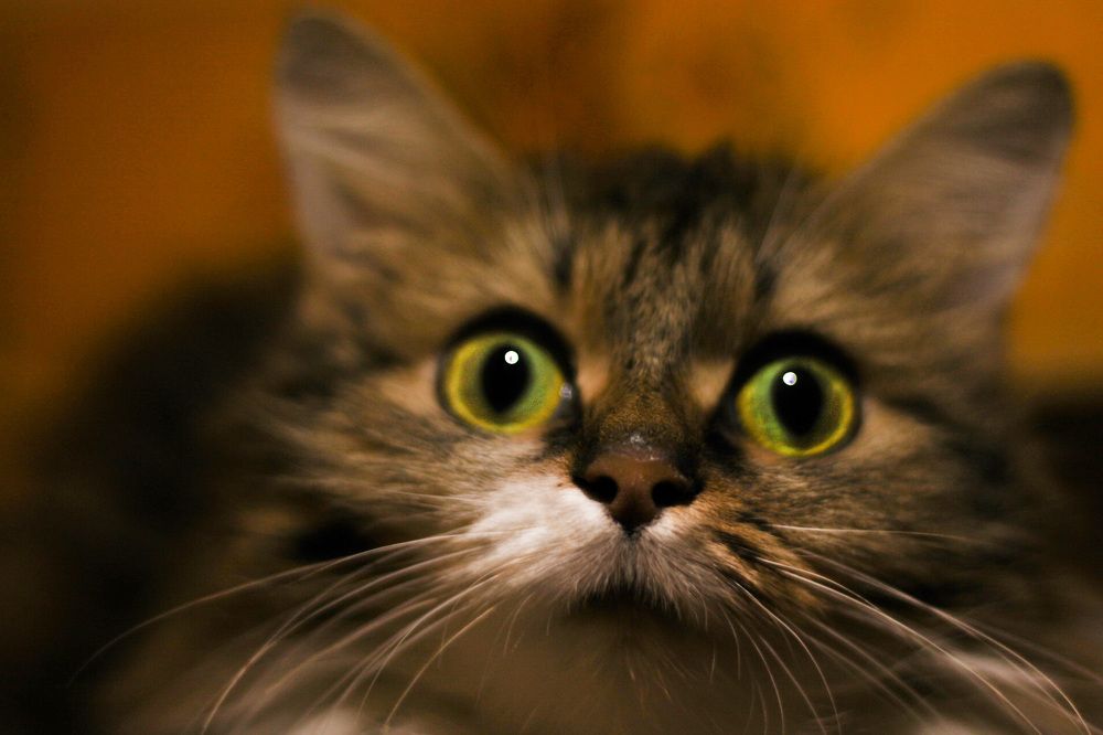 Photograph by Mari Kir