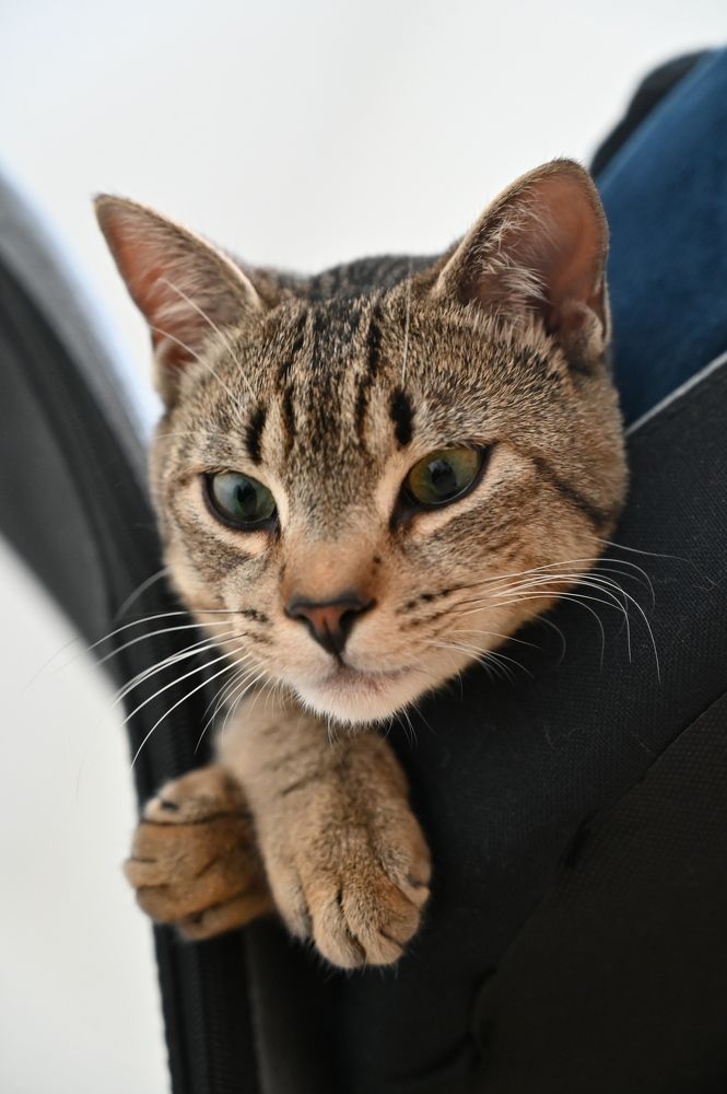 Фотография автора Anna Borisneva Labelle