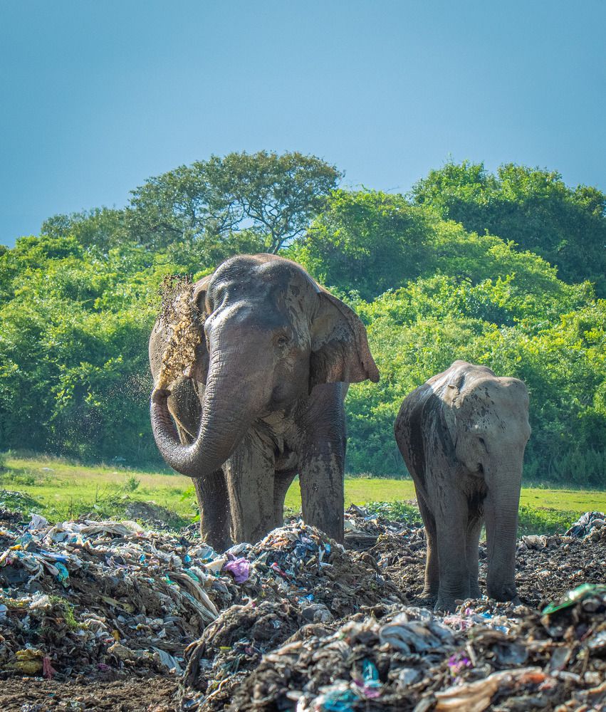 Photograph by Mohamed Raseem