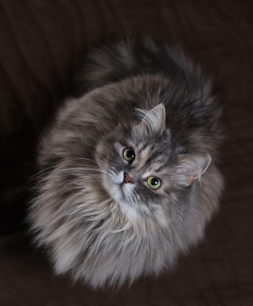 Photograph by Михеева Светлана