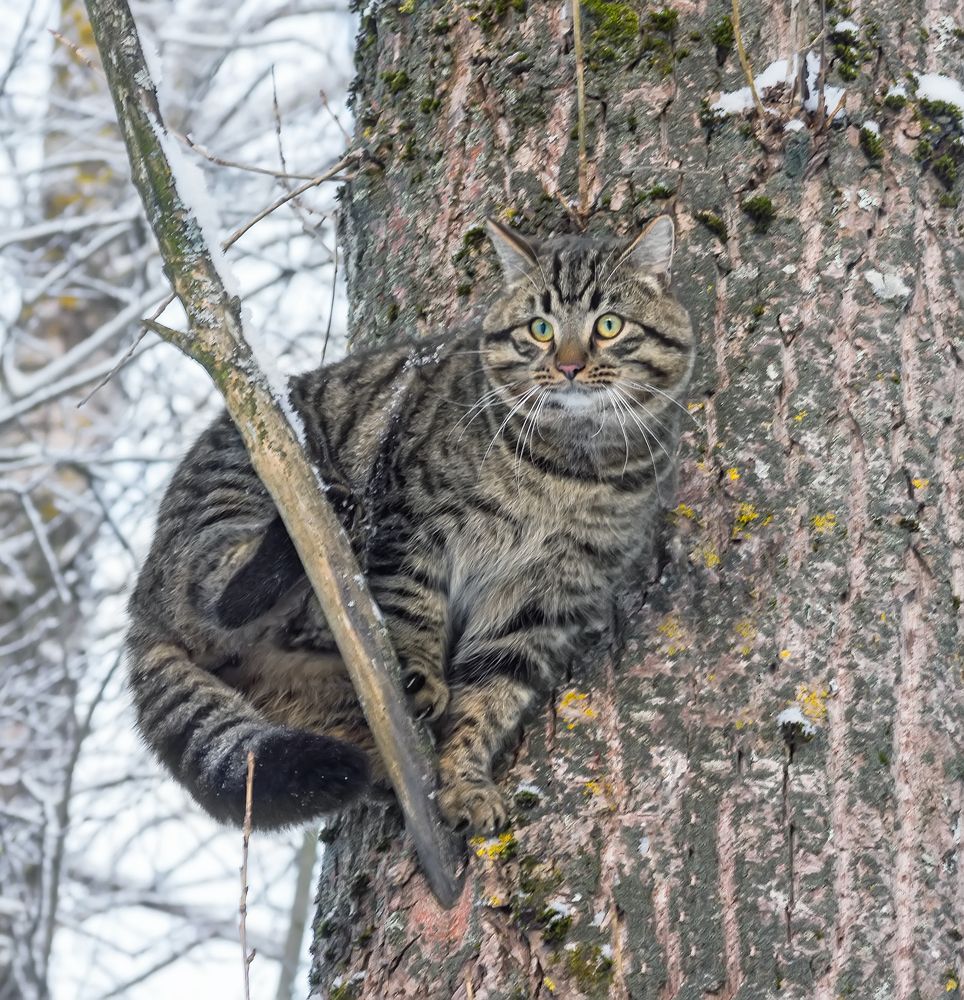 Photograph by Клясюк Галина