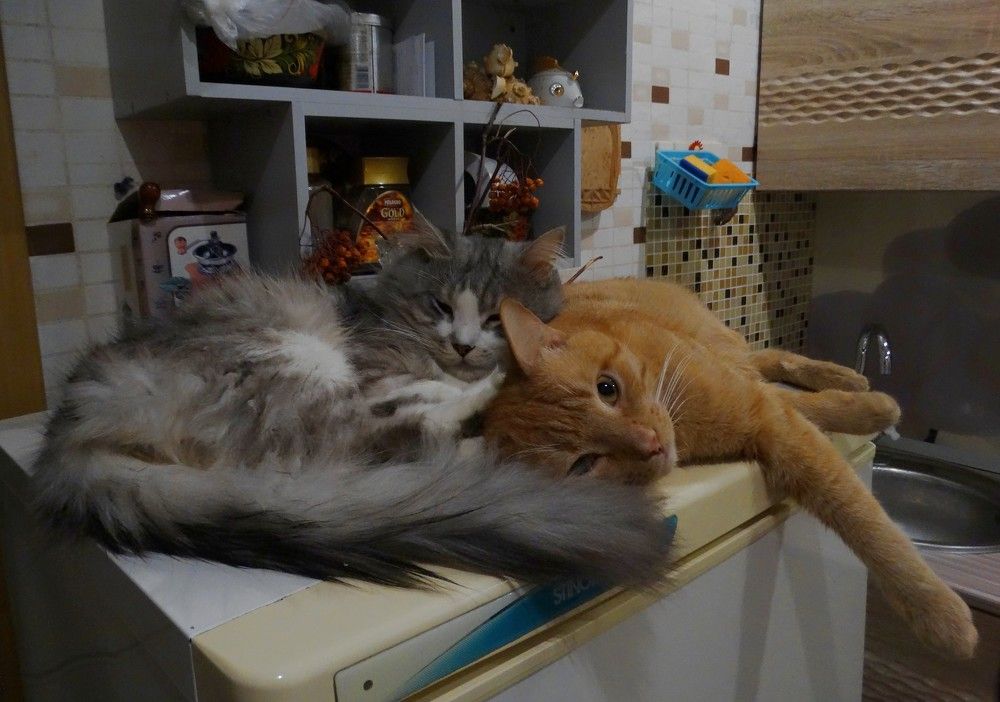 Photograph by Александр Подгорный