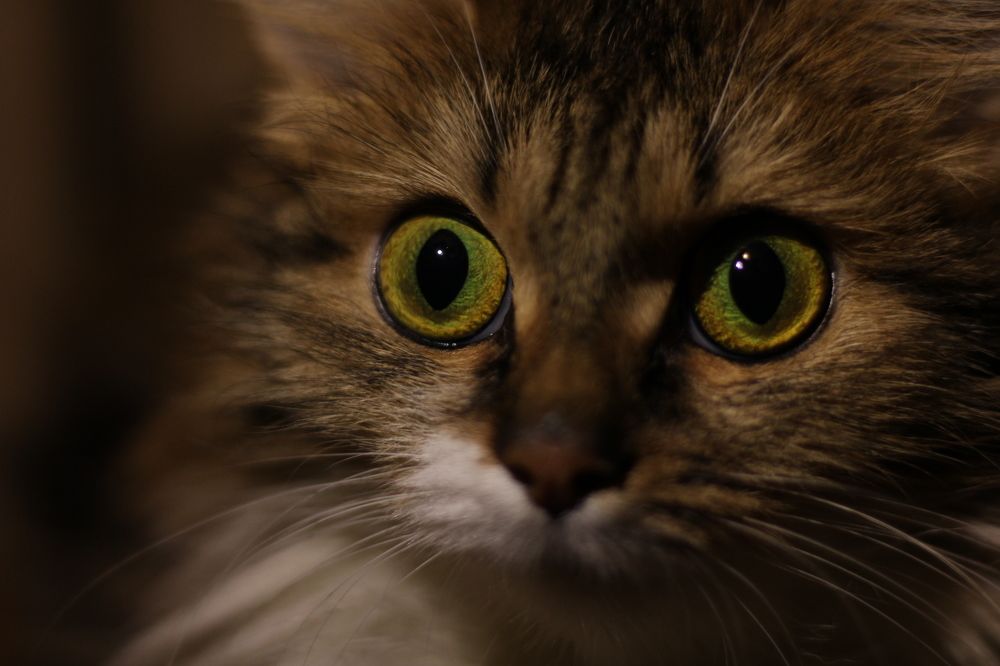 Photograph by Mari Kir